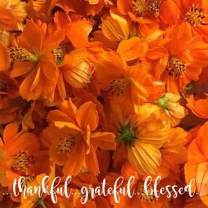 Meet your Posher, Miranda